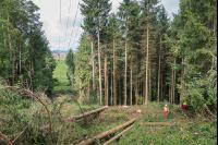 Stromleitung freischneiden 5