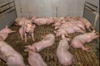 Mastschweine 106