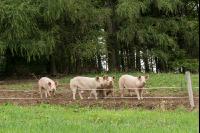 Freilandschweine 5