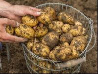 Kartoffelernte im Garten 12