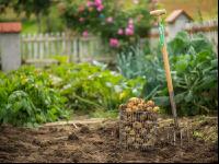 Kartoffelernte im Garten 10