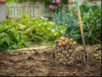 Kartoffelernte im Garten 8