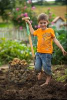 Kartoffelernte im Garten 7