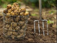 Kartoffelernte im Garten 6