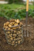 Kartoffelernte im Garten 5