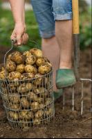 Kartoffelernte im Garten 4