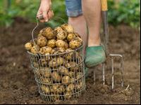 Kartoffelernte im Garten 3