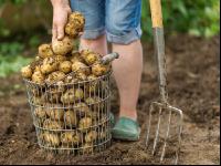 Kartoffelernte im Garten 2
