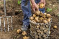 Kartoffelernte im Garten 1