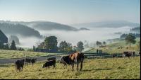 Im Schwarzwald 2