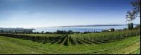 Vineyards on the Bodensee 6