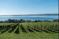 Vineyards on the Bodensee 5