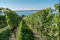Vineyards on the Bodensee 4