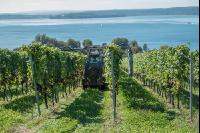 Vineyards on the Bodensee 3