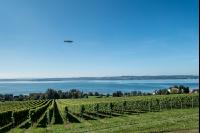 Vineyards on the Bodensee 2