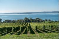 Vineyards on the Bodensee 1