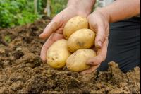 Kartoffelernte im Garten 17