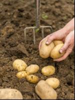 Kartoffelernte im Garten 19