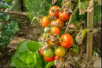 Tomaten Krautfäule 5