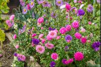 Aster 3