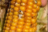 Mais Fusarium 1