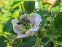 Biene auf Blüte 3