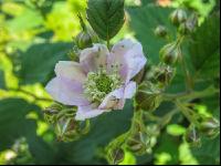 Brombeere Blüte 9
