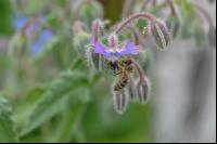 Biene auf Blüte 4