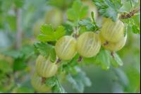 Stachelbeeren 12