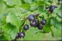 Jostabeeren 5