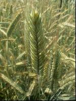 Club wheat 2