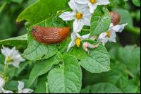 Wegschnecke 10