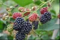 Brombeeren 4