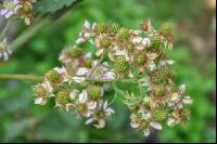 Brombeere Blüte 3