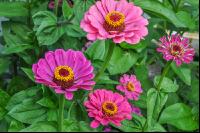 Zinnia 2