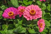 Zinnia 3
