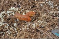 Wegschnecke 2
