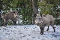 Wildschweine 17