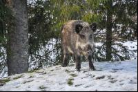 Wildschweine 18