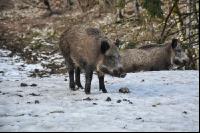 Wildschweine 19
