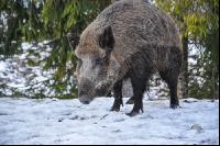 Wildschweine 20