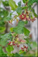 Jostabeere Blüte 3