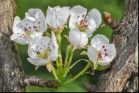 Birne Blüte 23