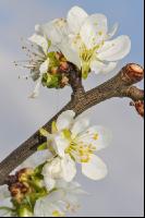 Birne Blüte 20