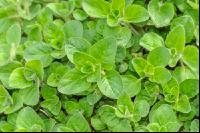 Oregano 8