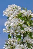Birne Blüte 22