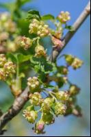 Jostabeere Blüte 5