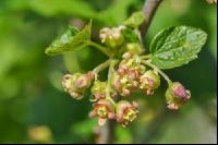 Jostabeere Blüte 4