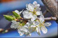 Birne Blüte 21