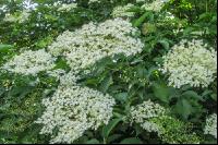 Holunder Blüte 7